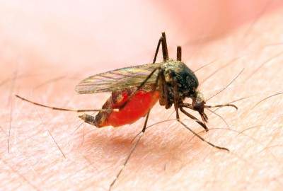anti-malaria medicine