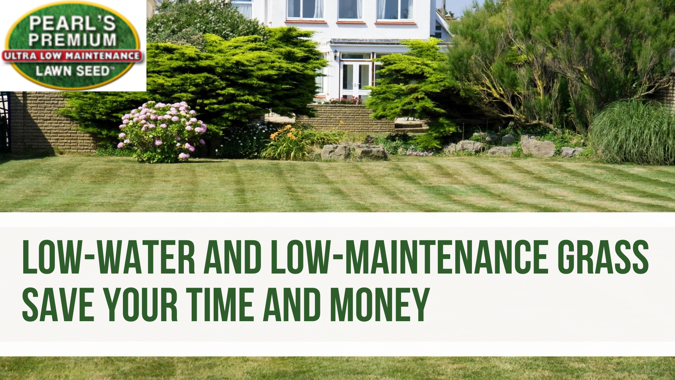Low-Water and Low-Maintenance Grass: Save your Time and Money