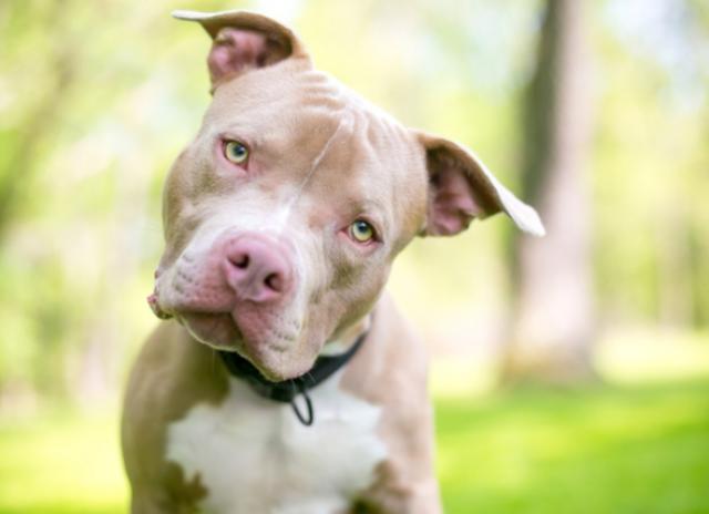 Animal Shelters Want You to Know About Pit Bull Dogs