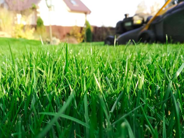 lawn fertilizer service 