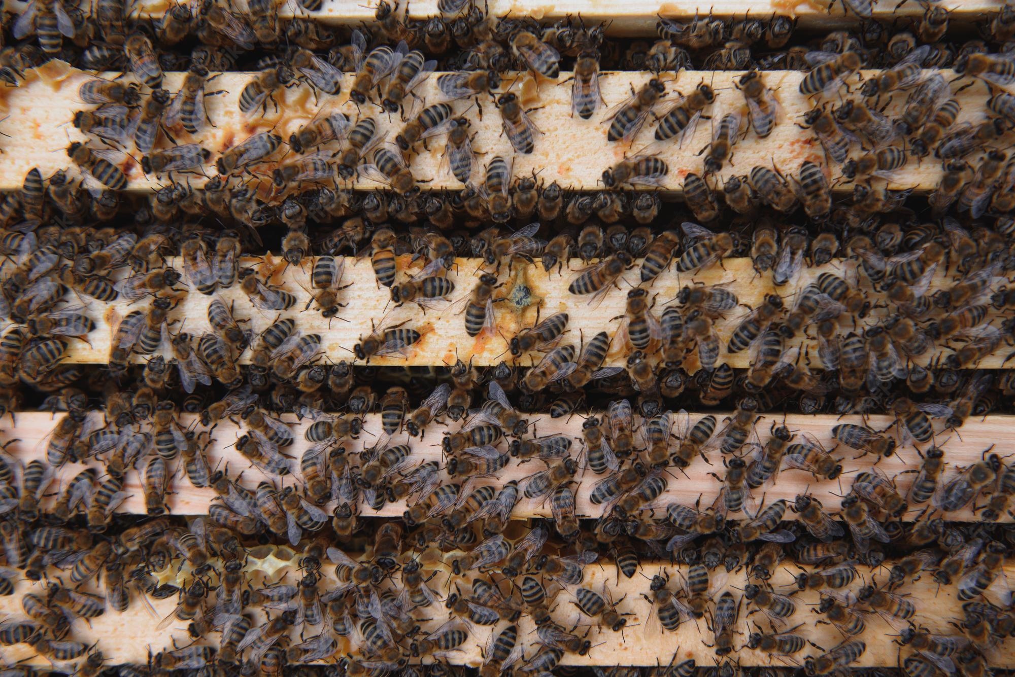 honey bee relocation services