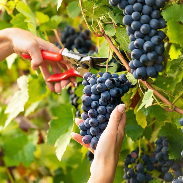 Grapes Have Many Health Benefits For Men