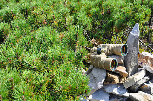 The Top Long-Range Binoculars for Wildlife Observation