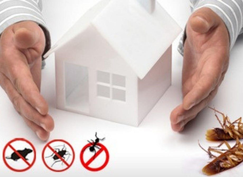 Combatting Pest Infestations: Effective Pest Control Solutions in Jaipur