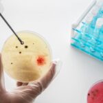 How Immunoblot Western Blot Improves Protein Identification