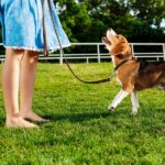 Pet-Friendly Synthetic Turf: Outdoor Turf Solutions Every Dog Owner Needs