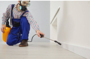 Where Household Pests Commonly Hide